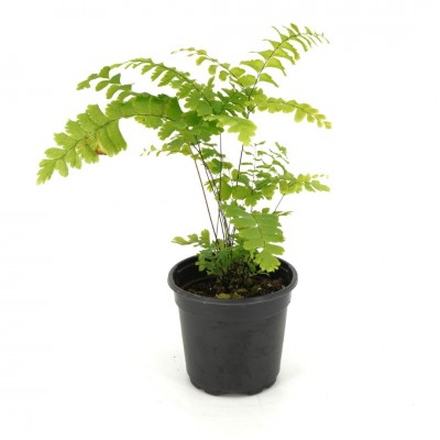 Quality indoor plants from Cascade Tropicals - Cascade Tropicals