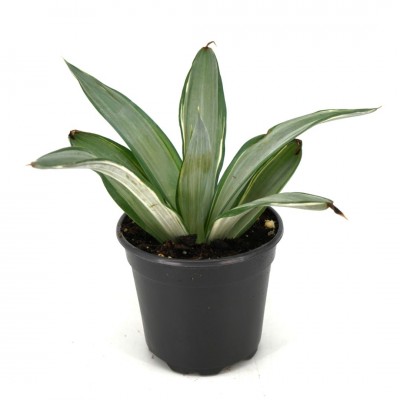 Agave desmettiana 'Silver Star'