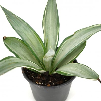 Agave desmettiana 'Silver Star'