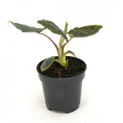 Alocasia chienlii 'Antoro Velvet'