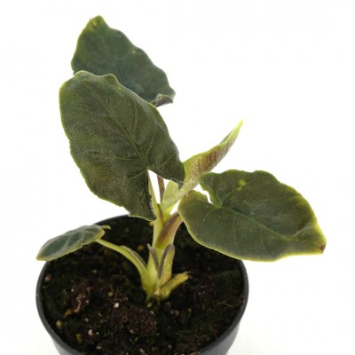 Alocasia chienlii 'Antoro Velvet'