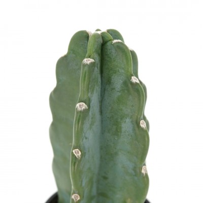 Cereus jamacaru