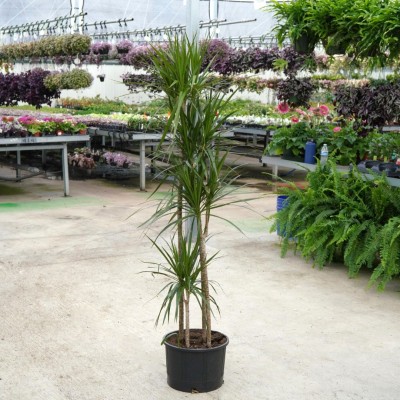 Dracaena marginata - Cane 4pp 12in - Washington - Cascade Tropicals
