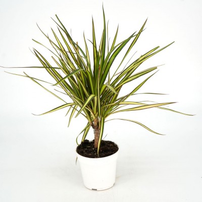 glücksfeder blüte selten Glücksfeder kaufen | Zamioculcas main image 0