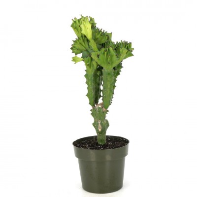 Euphorbia lactea crest