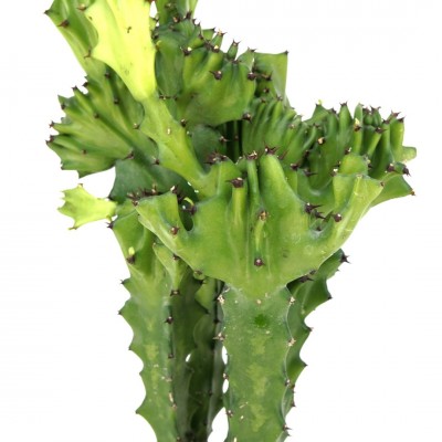 Euphorbia lactea crest