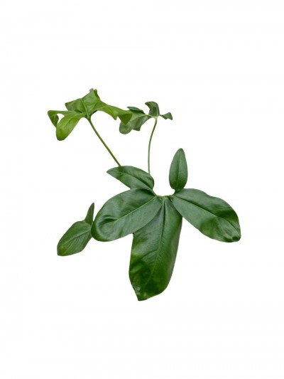 Philodendron goeldii Fun Bun
