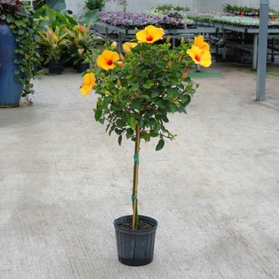 Hibiscus rosa-sinensis - standard