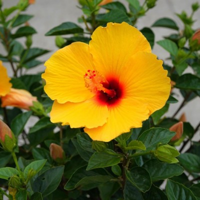 Hibiscus rosa-sinensis - standard