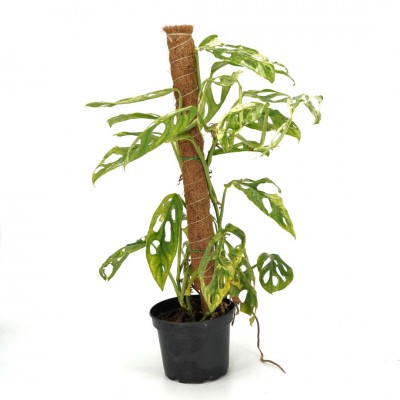 gelbe bltter philodendron Philodendron "Golden Saw"
