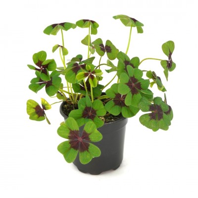 Oxalis tetraphylla 'Iron Cross'