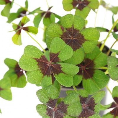 Oxalis tetraphylla 'Iron Cross'