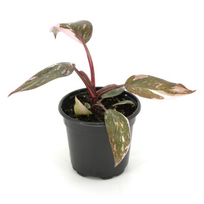 Philodendron 'Pink Princess Marble'