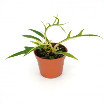 philodendron erubescens red Philodendron erubescens 'Imperial Red' 12cm  25cm Indoor Plant   Viridimania