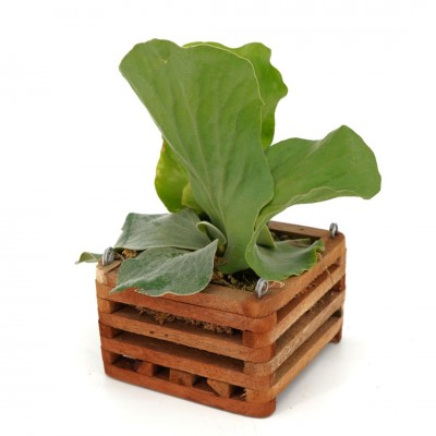 Platycerium elephantotis - Vanda Basket