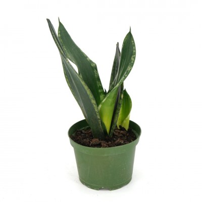 Sansevieria 'Silver Flame'