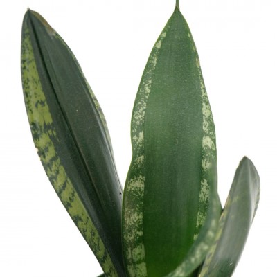Sansevieria 'Silver Flame'