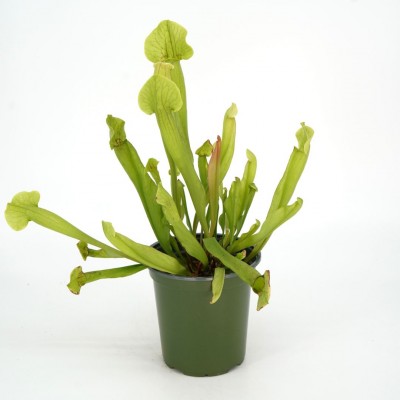 Sarracenia assorted