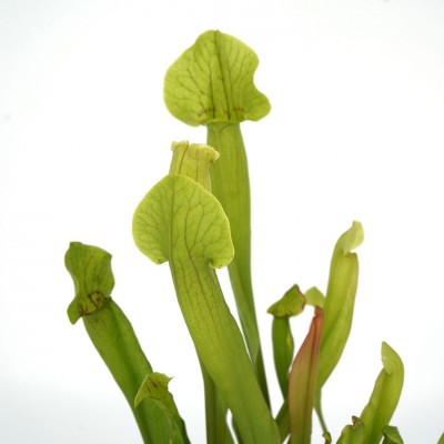 Sarracenia assorted