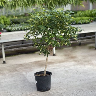 Schefflera arboricola 'Gold Capella' - standard