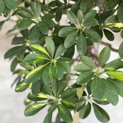 Schefflera arboricola 'Gold Capella' - standard