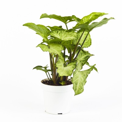 Syngonium podophyllum - trellis