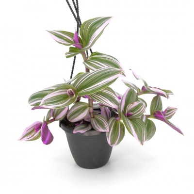 Tradescantia albiflora 'Nanouk' - HB