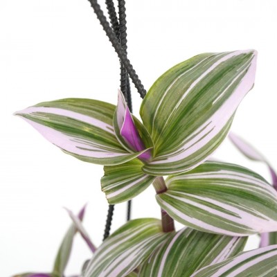 Tradescantia albiflora 'Nanouk' - HB